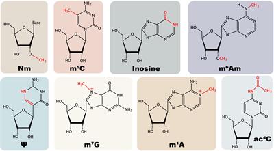 The regulation of antiviral innate immunity through non-m6A RNA modifications